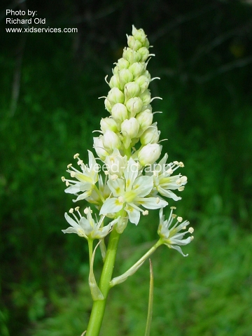 deathcamas, meadow